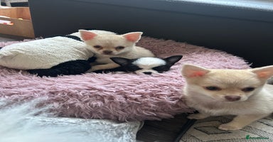 Chihuahua dogs - Advert 5