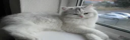 Persian cats for sale: Persian chinchilla silver back in Walsall - Advert 13