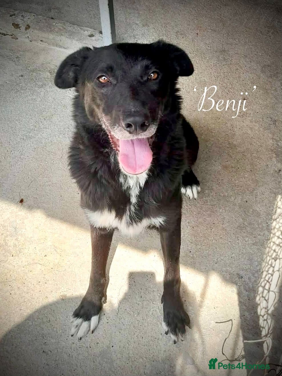 Mixed Breed dogs Benjamin, 8-10 yrs. Available for adoption. - Advert 2