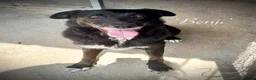 Mixed Breed dogs for adoption: Benjamin, 8-10 yrs. Available for adoption. in Brixham - Advert 1