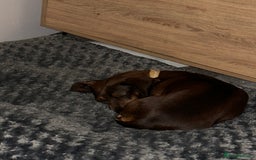 Miniature Dachshund dogs for sale: Dora the sausage dog (please read description) - Image 2