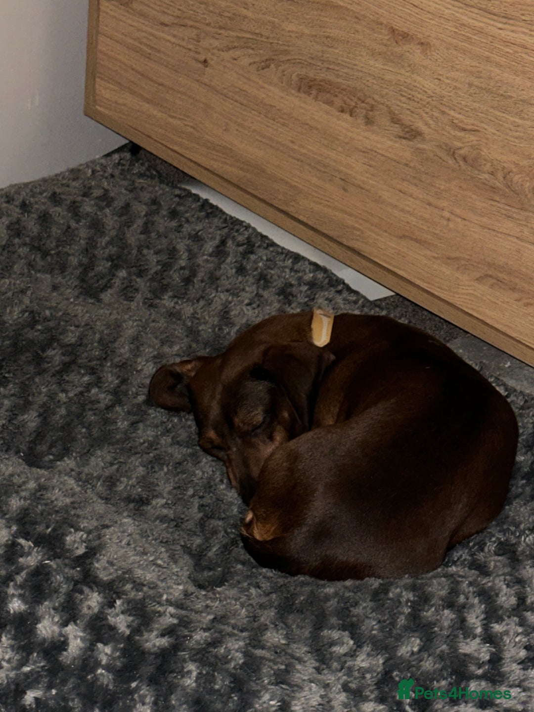 Miniature Dachshund dogs for sale: Dora the sausage dog (please read description) - Image 2