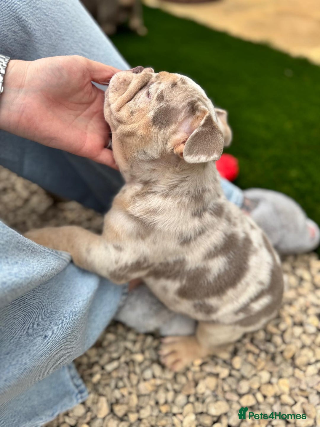 English Bulldog dogs for sale: English Bulldog Puppy  - Image 5