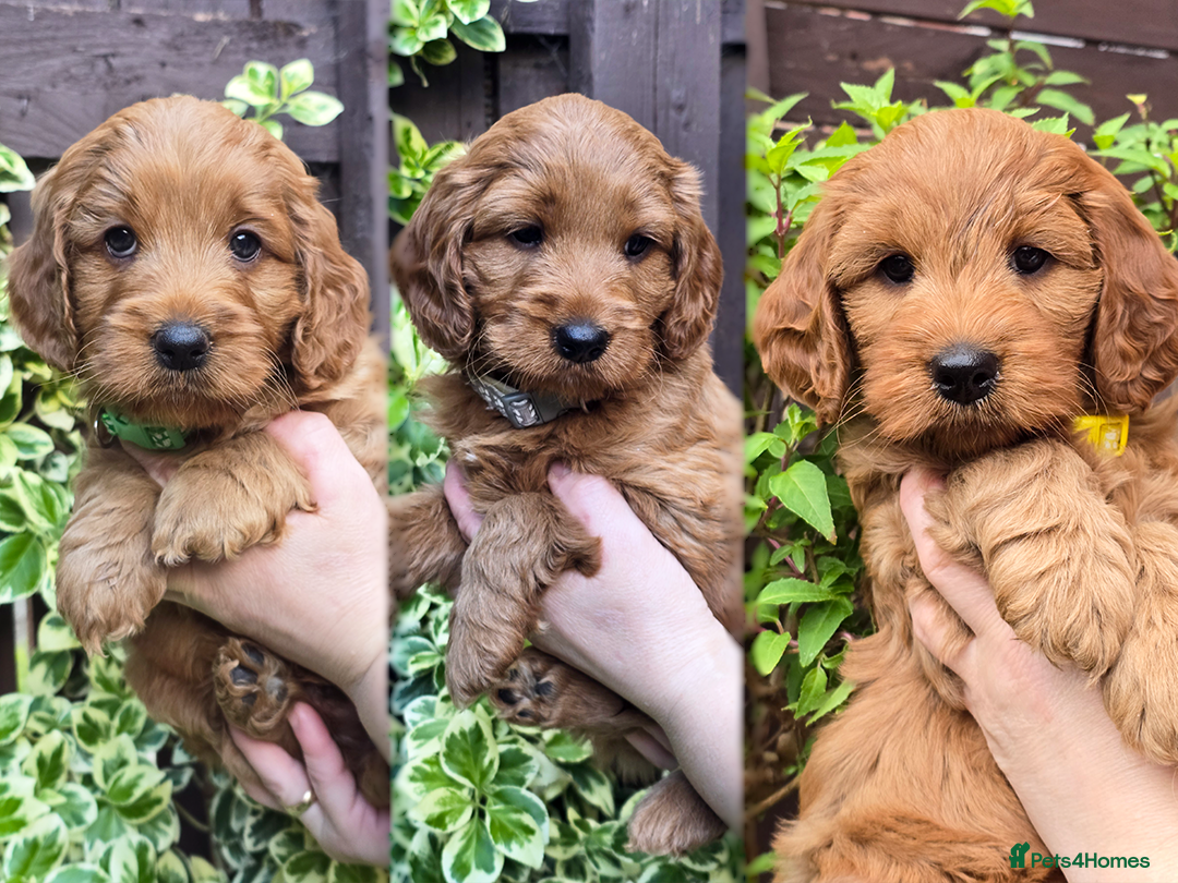 Cockapoo dogs ✨Beautiful F1 Cockapoo Puppies✨ Leeds📍 - Advert 1