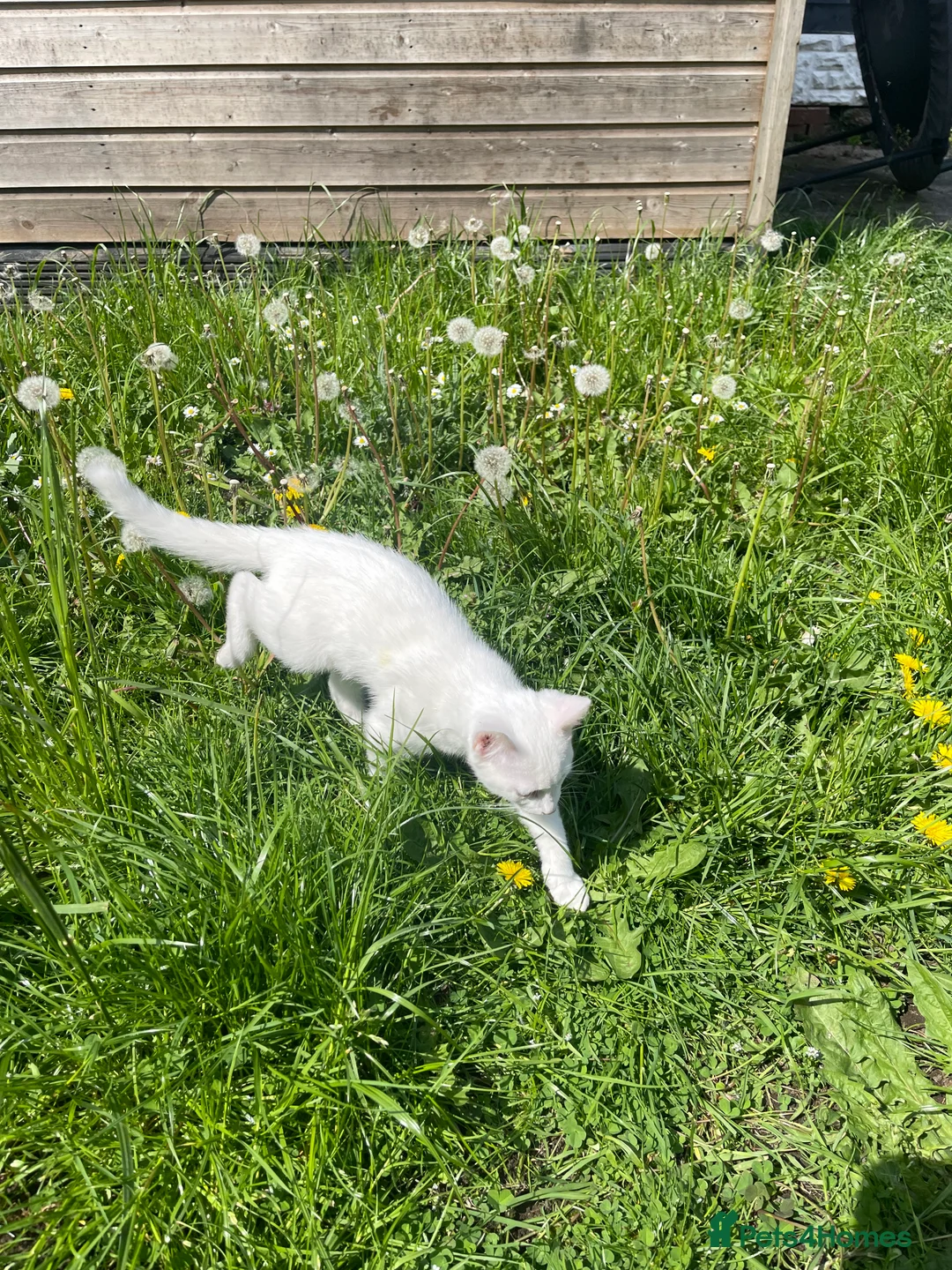 Mixed Breed cats for sale: Male  - Advert 2