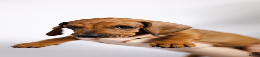 Dachshund Puppy 5