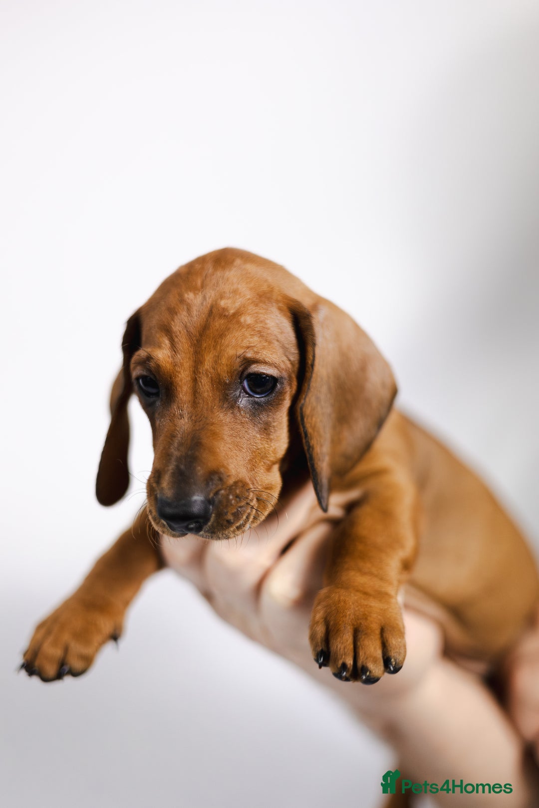Dachshund dogs for sale: Standard champion bred dachshunds  - Image 18
