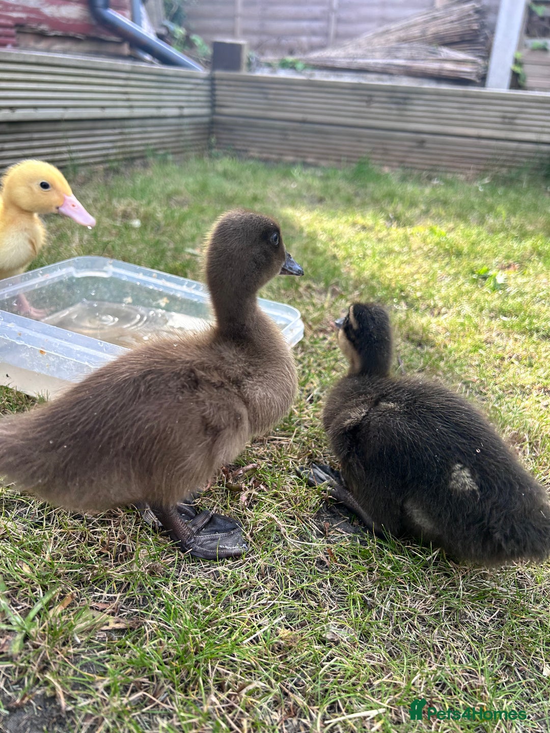 Mixed Breed birds for sale: 4 Ducks - Image 2