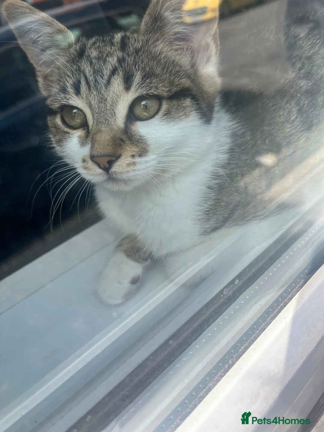 Mixed Breed cats for sale: Ella + Tilly  - Advert 6