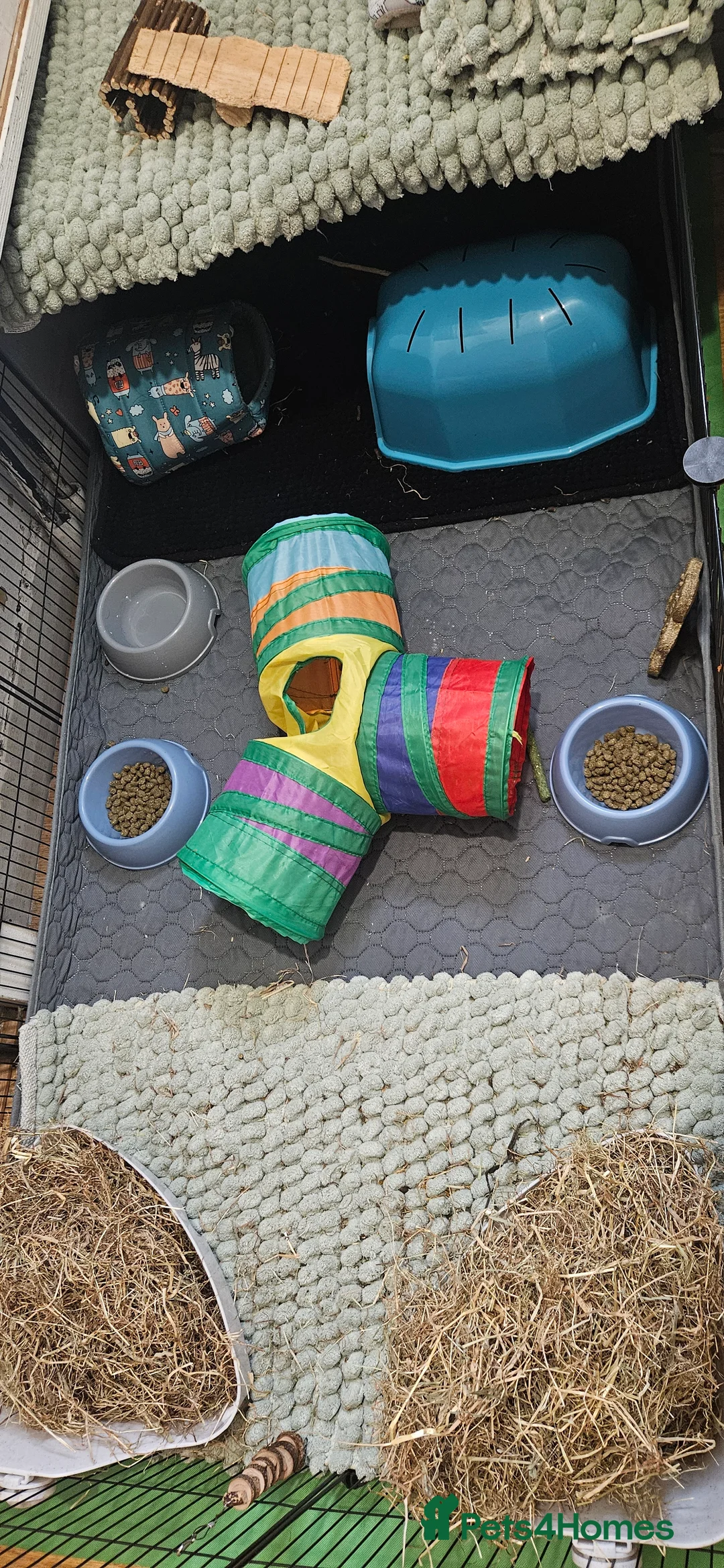 Guinea Pig rodents for sale: 2 MALE Black guinea pigs, everything inc! - Advert 4