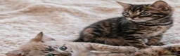 Bengal cats for sale: Unique Bengal Kittens  in Manchester - Advert 9