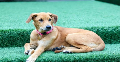 Mixed Breed dogs - Advert 1