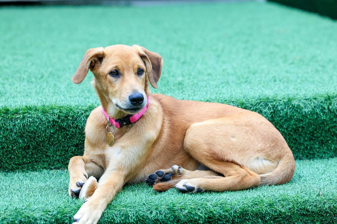 Mixed Breed dogs for adoption: Soft sweet Sophia - Image 3