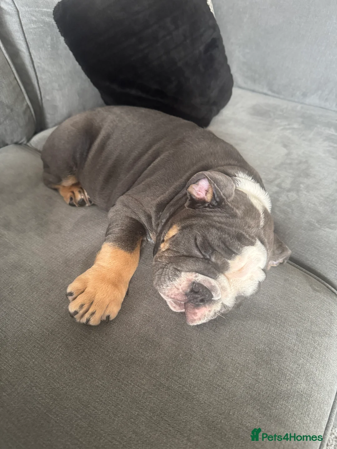 English Bulldog dogs for sale: Ralph - Advert 3