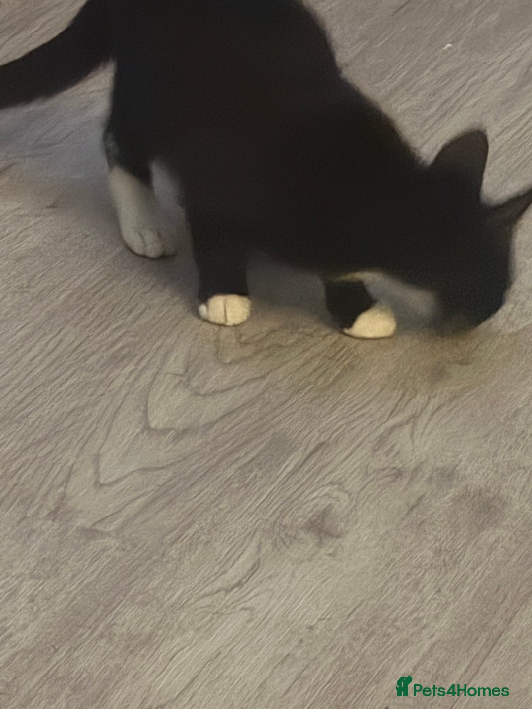 Mixed Breed cats for sale: Stunning wee kittens ready to go now  - Image 7