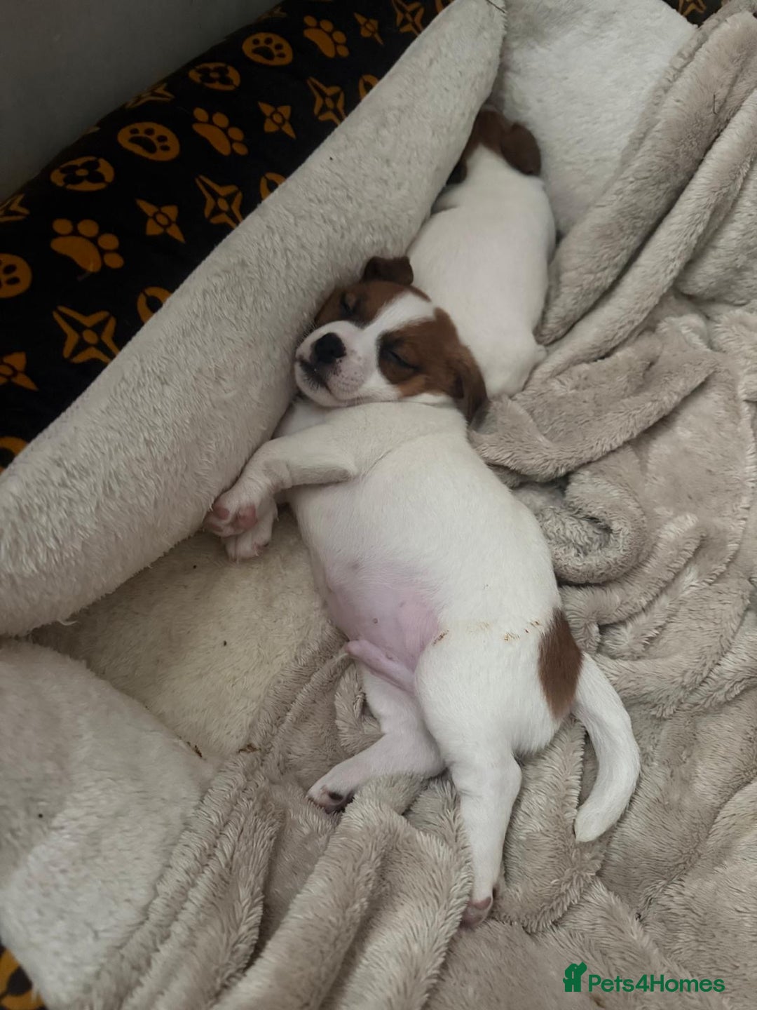 Jack Russell dogs for sale: Ingars - Advert 4