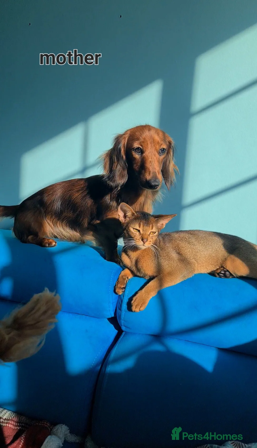 Miniature Dachshund dogs for sale: 6 beautiful long-haired dachshund pupps - Advert 20