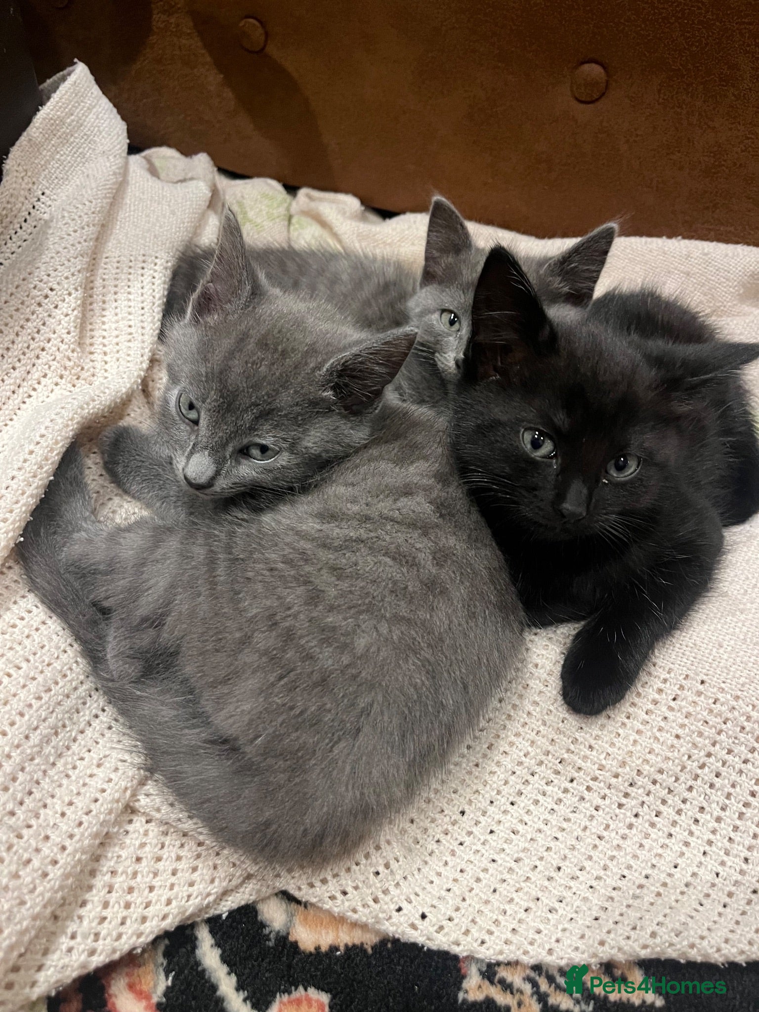 Mixed Breed cats 5 beautiful kittens.  - Advert 5