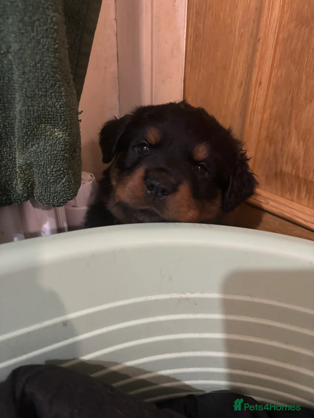 Rottweiler dogs for sale: *** Pedigree Rottweiler puppies ready in 2 wks*** - Advert 34