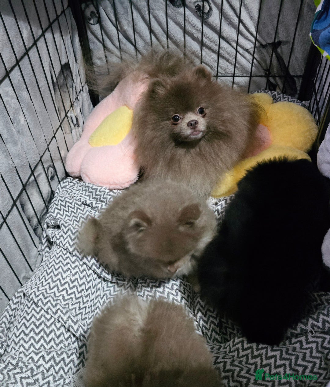 Pomeranian dogs for sale: KC outstanding puppies lilac tan lavender chocolat - Image 13