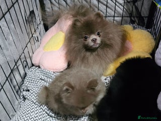 Pomeranian dogs 8 WEEKS OLD Lavender Lilac Chocolate merles💜 - Advert 5