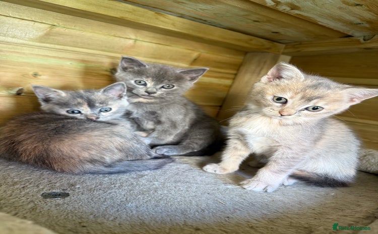 British Shorthair cats - Advert 6