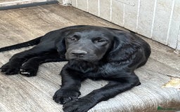 Mixed Breed dogs for sale: Spangold retrievers in Stourport-on-Severn - Image 25