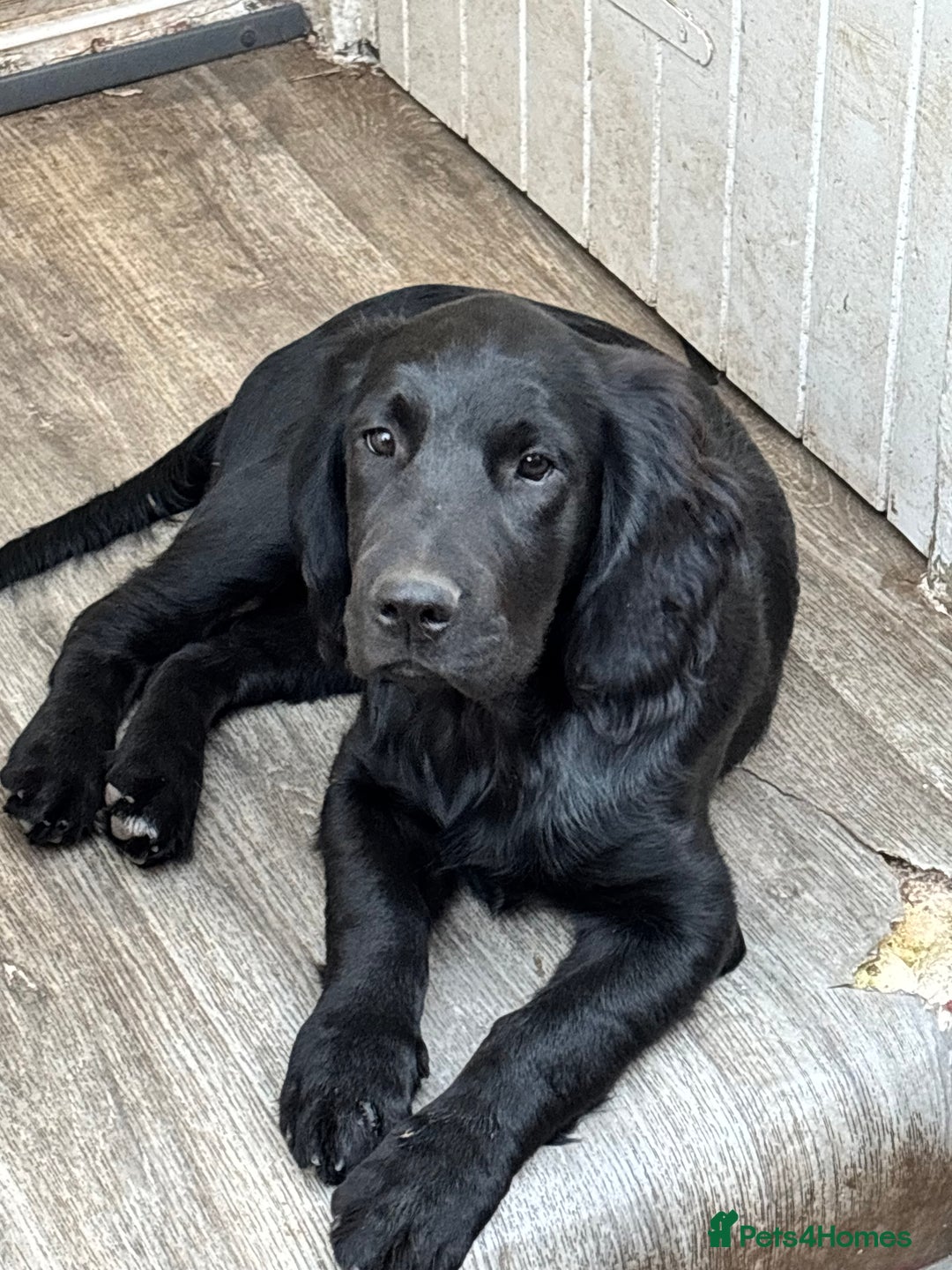 Mixed Breed dogs for sale: Spangold retrievers in Stourport-on-Severn - Image 25