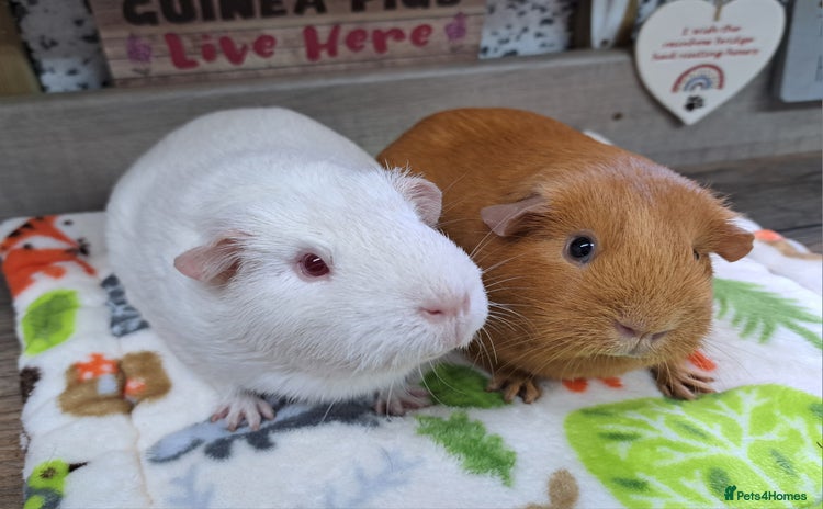 Guinea Pig rodents Two Female Guinea Pigs - Leeds area - Advert 7