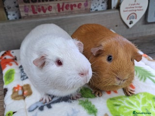 Guinea Pig rodents Two Female Guinea Pigs - Leeds area - Advert 5