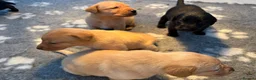 Labrador Retriever dogs for sale: KC REG Yellow/fox red and Black Labrador puppies  - Advert 24