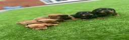 Miniature Dachshund dogs for sale: Beautiful puppies in Wisbech - Advert 1
