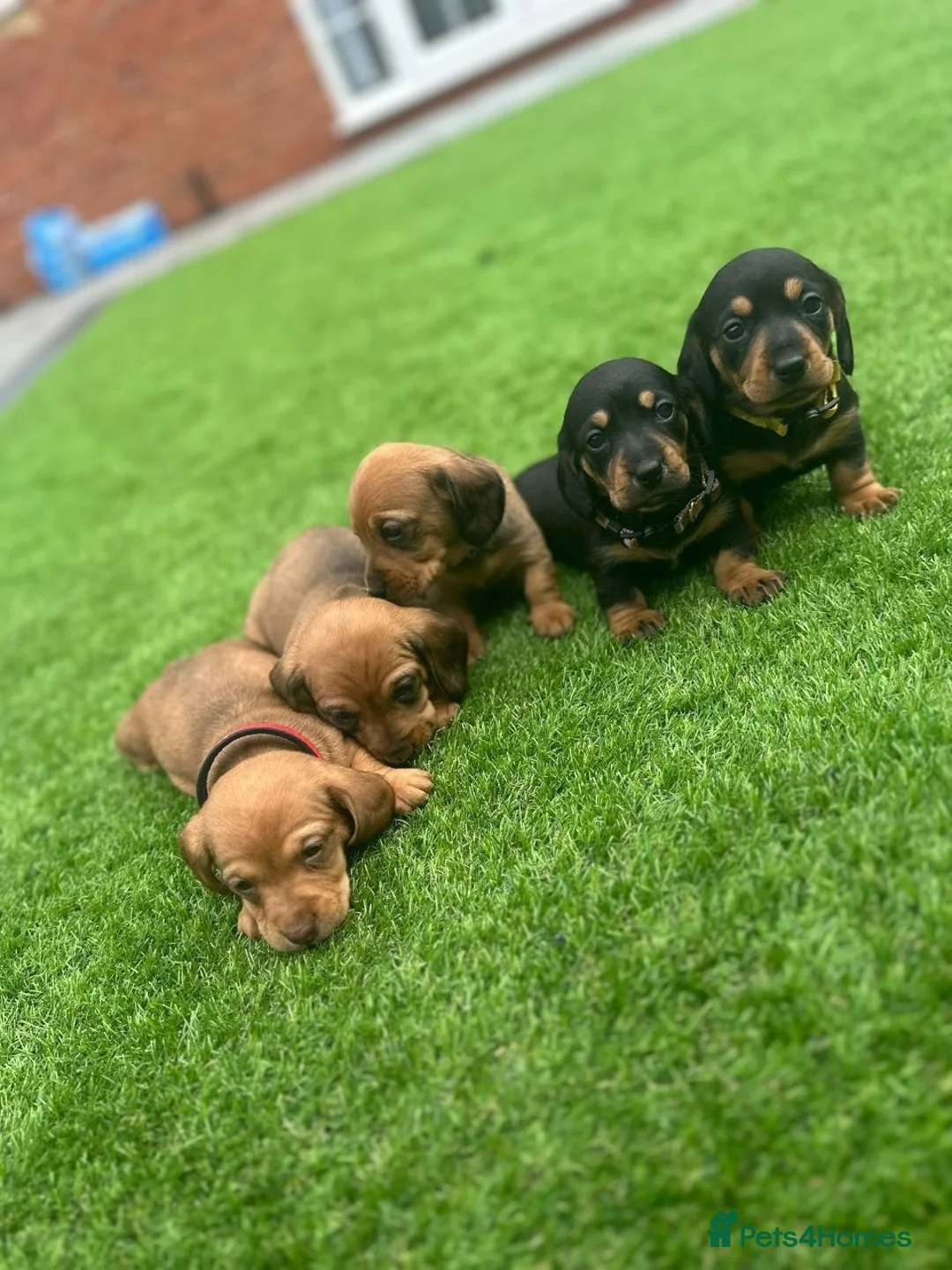 Miniature Dachshund dogs for sale: Beautiful puppies in Wisbech - Advert 1