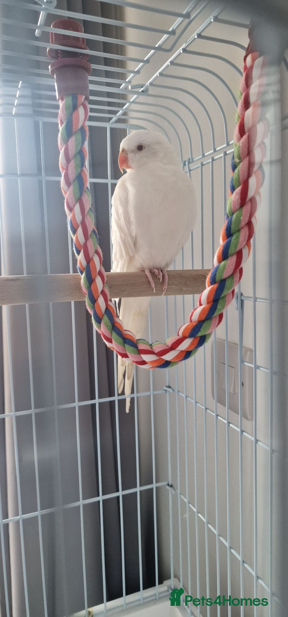 Parakeets birds Very friendly Albino Princess Parakeet - Advert 5