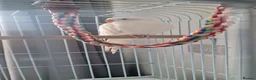 Parakeets birds for sale: Very friendly Albino Princess Parakeet in Harrow - Advert 1