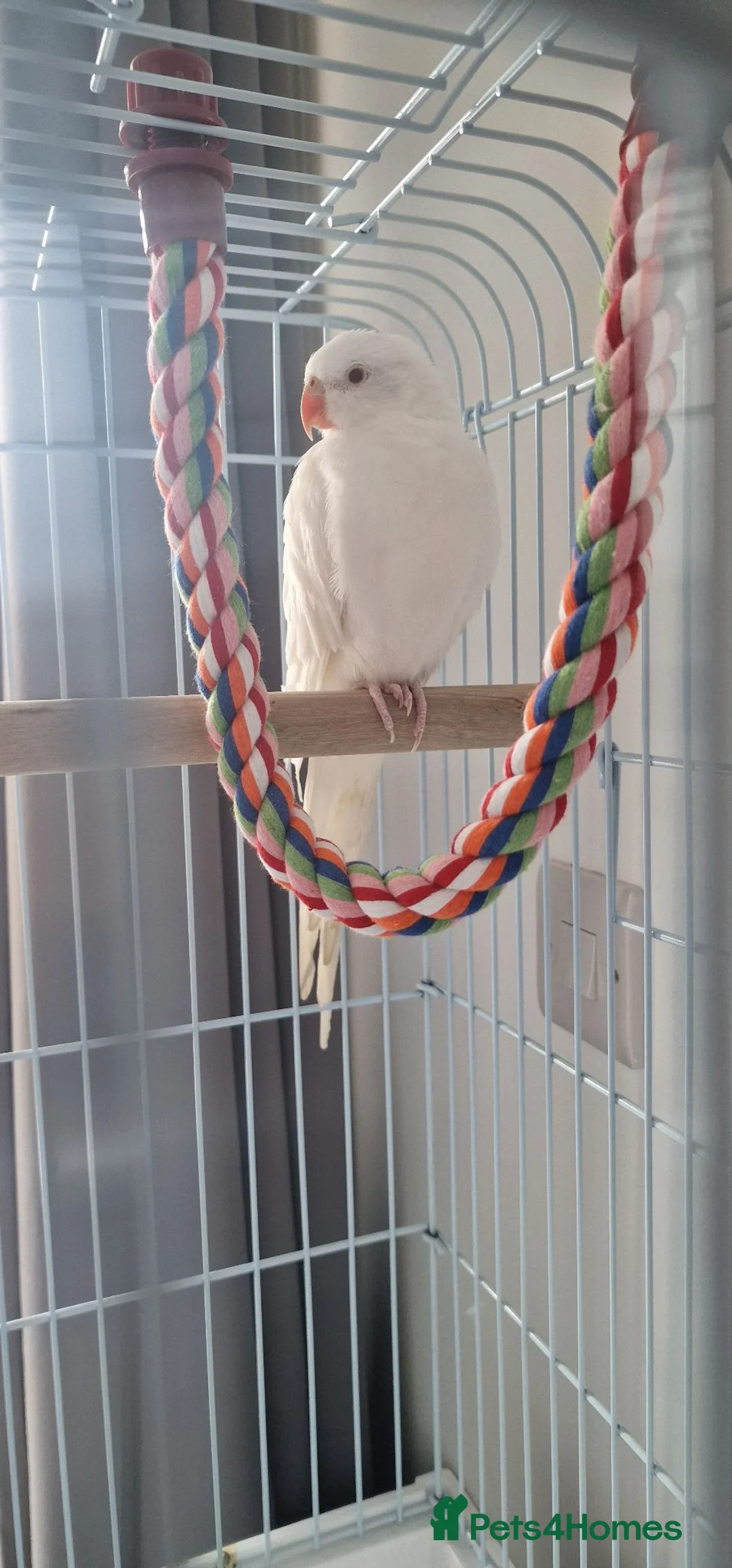 Parakeets birds for sale: Very friendly Albino Princess Parakeet in Harrow - Advert 1