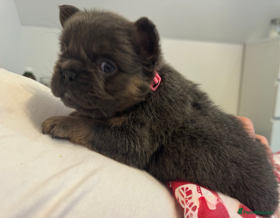 French Bulldog dogs for sale: Outstanding Frenchie pups  - Advert 20