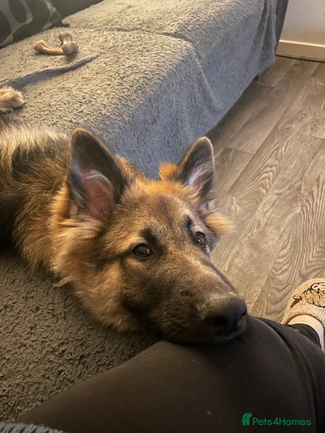 German Shepherd dogs for sale: Bailey  in Basingstoke - Advert 4