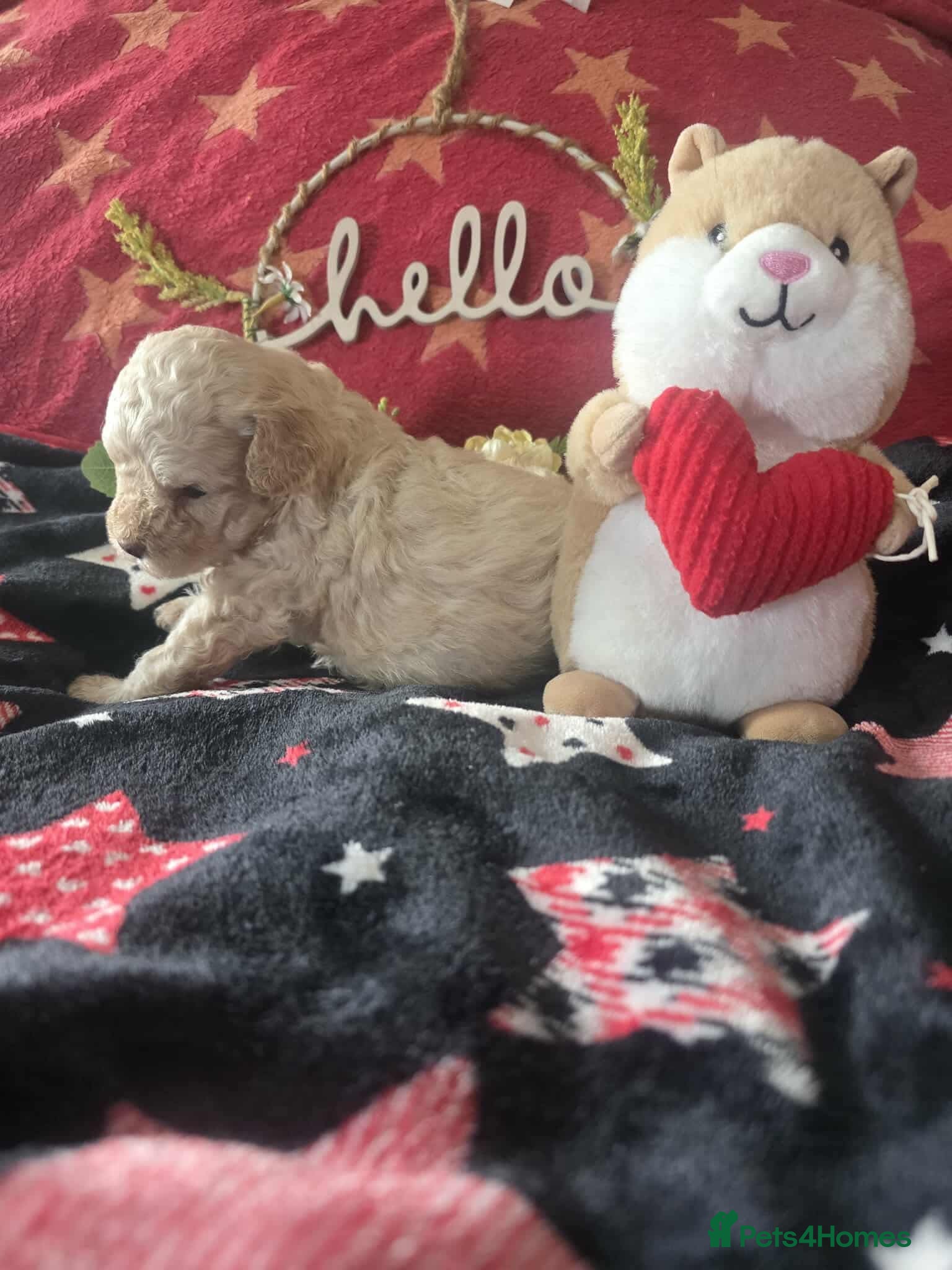 Maltipoo dogs Stunning✨rare Maltipoos  - Advert 2