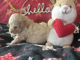 Maltipoo dogs Stunning✨rare Maltipoos - Advert 2