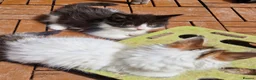 Mixed Breed cats for sale: mix Mainecoon - female - Advert 21