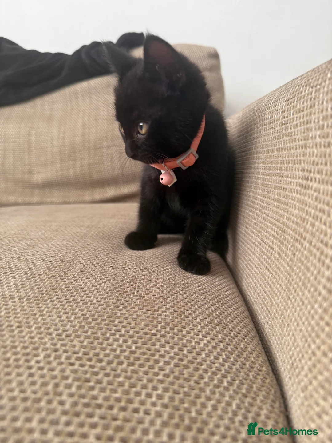 Bombay cats for sale: 1 FEMALE  - Advert 4