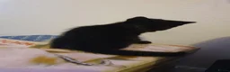 Mixed Breed cats for sale: 2 fluffy kittens - Advert 14