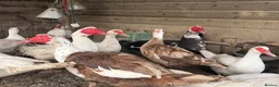 Ducks poultry for sale: Muscovy Ducks and Drakes for sale in Oswestry - Advert 3