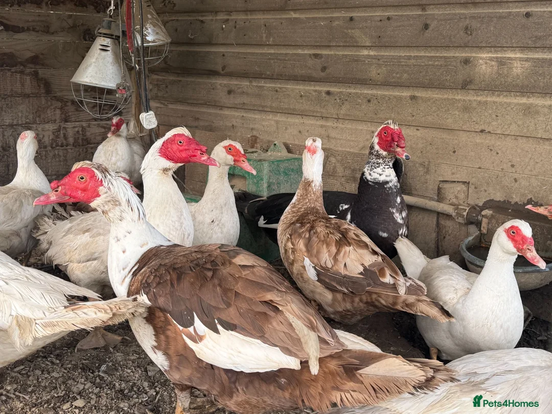 Ducks poultry for sale: Muscovy Ducks and Drakes for sale in Oswestry - Advert 3