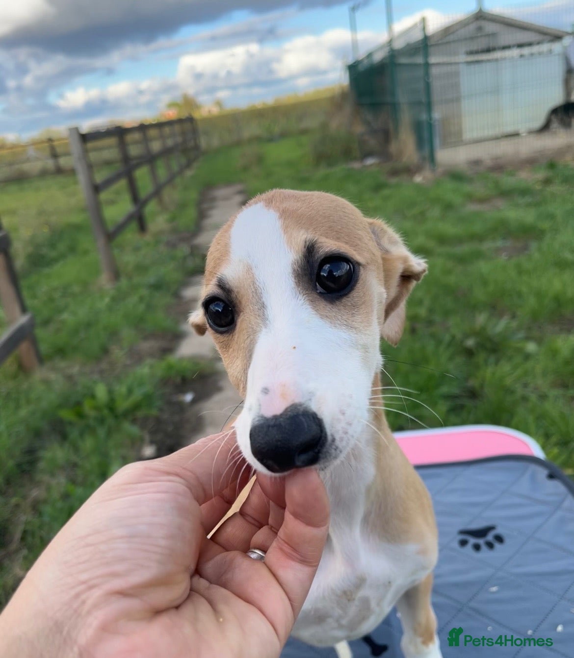 Whippet dogs for sale: Outstanding Male Whippets - Advert 5