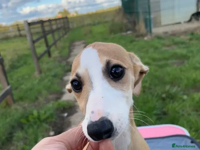 Whippet dogs for sale: Outstanding Male Whippets - Advert 5