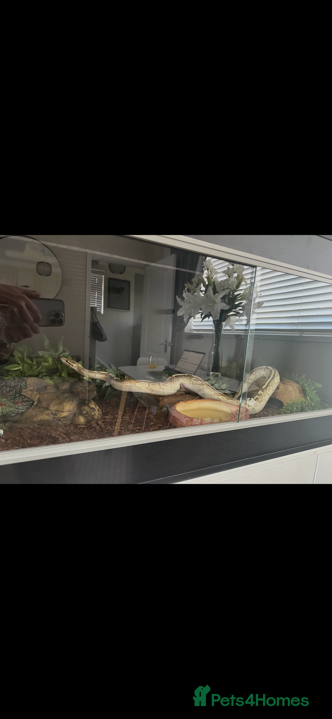 Python Snake reptiles for sale: Ball Python with full set up - Advert 8