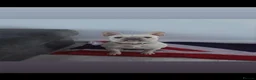 French Bulldog dogs for sale: French bulldog - Advert 3