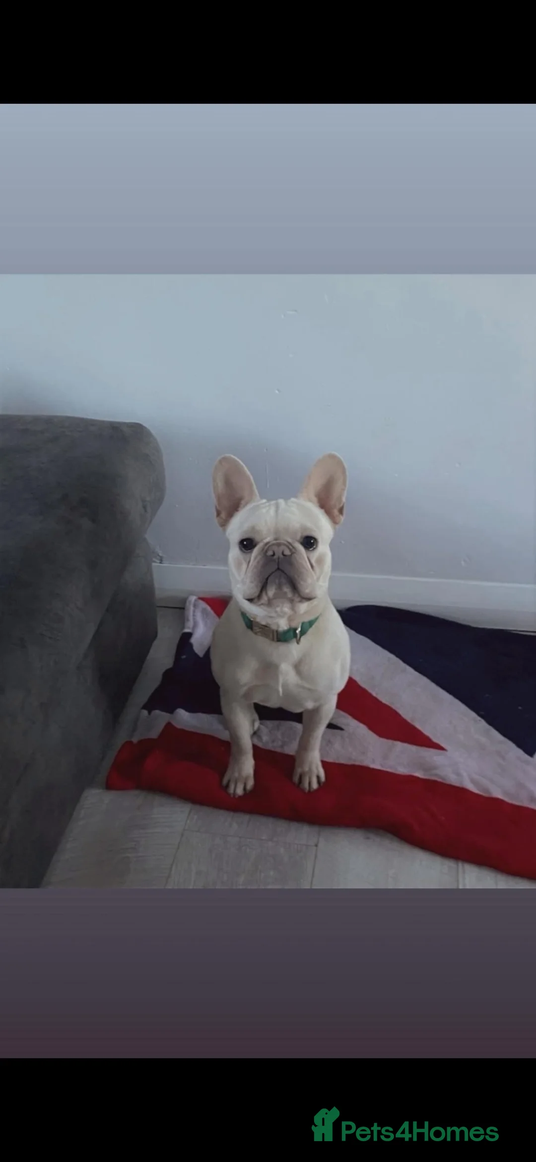 French Bulldog dogs for sale: French bulldog - Advert 3